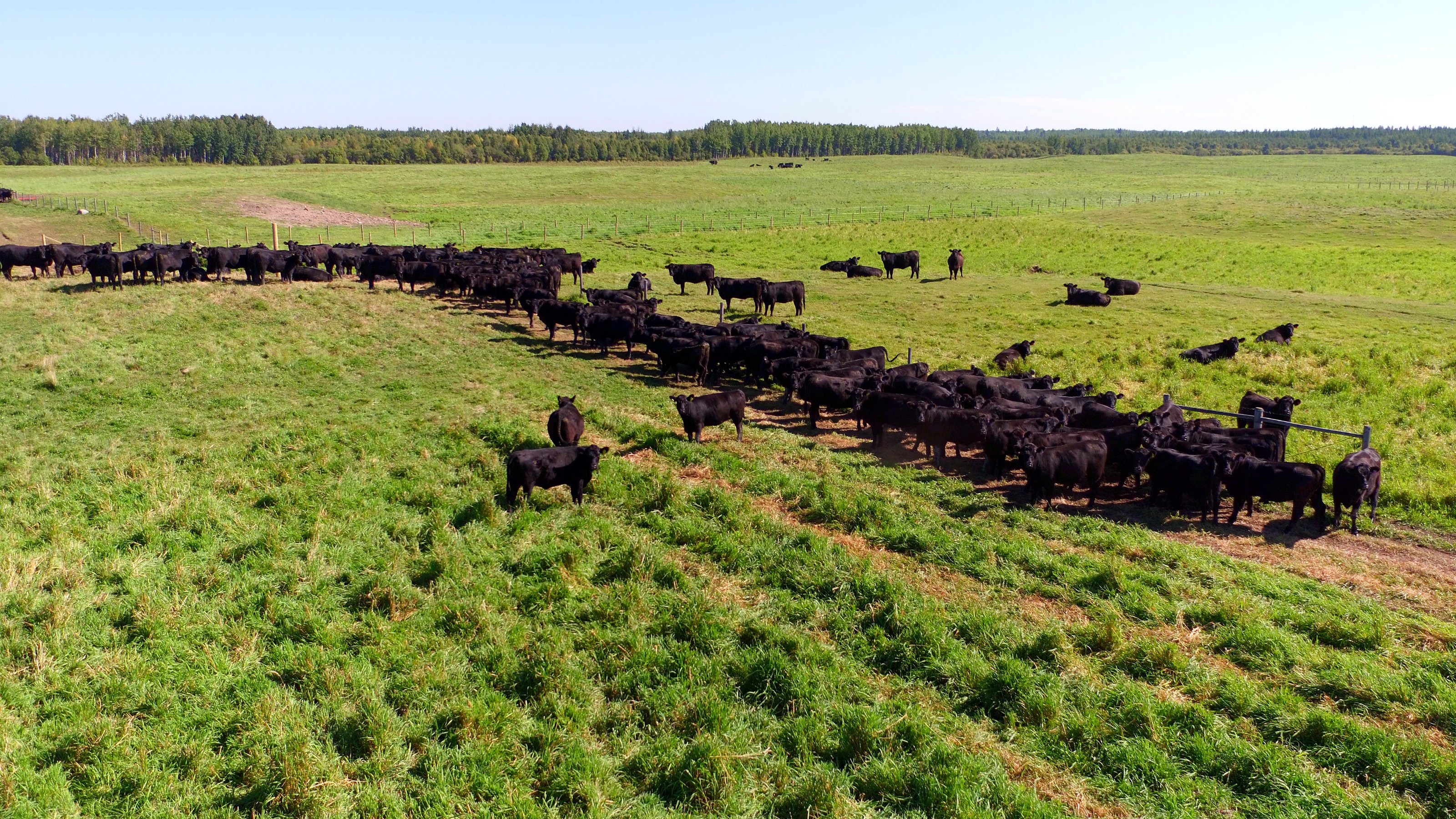 The group's cattle on pasture, from the air
